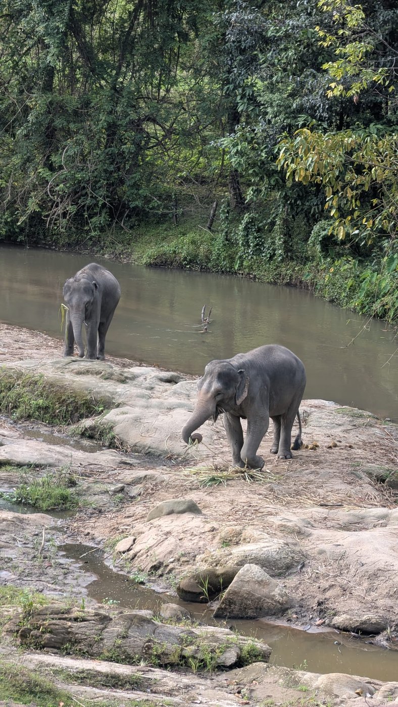 Elefantes junto a un río en un santuario ético cerca de Chiang Mai.